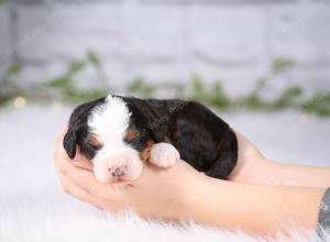 tri-colored mini bernedoodle near Chicago Illinois