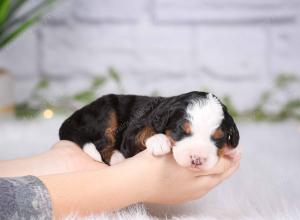 tri-colored mini bernedoodle near Chicago Illinois