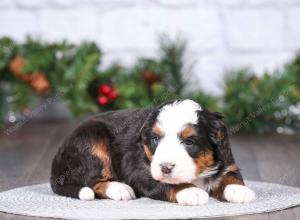 tri-colored mini bernedoodle near Chicago Illinois