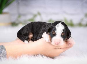 tri-colored mini bernedoodle near Chicago Illinois