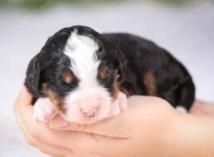 tri-colored mini bernedoodle near Chicago Illinois