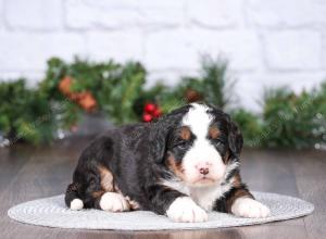 tri-colored mini bernedoodle near Chicago Illinois