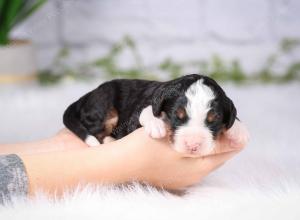 tri-colored mini bernedoodle near Chicago Illinois