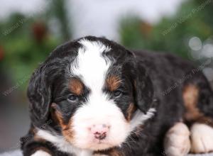 tri-colored mini bernedoodle near Chicago Illinois