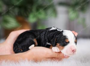 F1 mini bernedoodle near Chicago Illinois