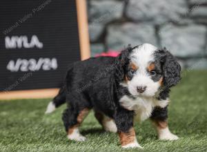 F1 mini bernedoodle near Chicago Illinois