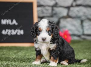 F1 mini bernedoodle near Chicago Illinois