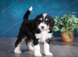 tri-colored female standard bernedoodle near Chicago Illinois