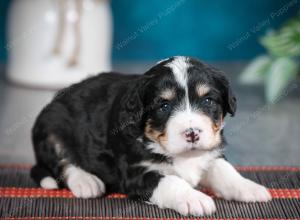 tri-colored female standard bernedoodle near Chicago Illinois