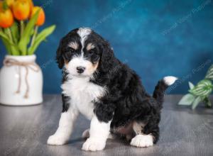 tri-colored female standard bernedoodle near Chicago Illinois