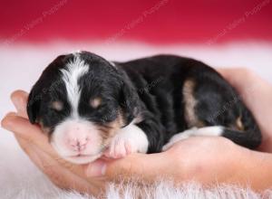 tri-colored female standard bernedoodle near Chicago Illinois