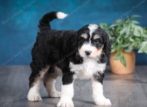 tri-colored female standard bernedoodle near Chicago Illinois