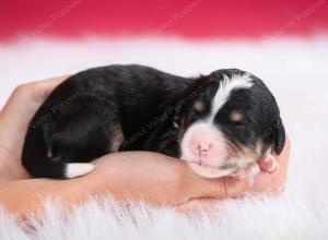 tri-colored female standard bernedoodle near Chicago Illinois