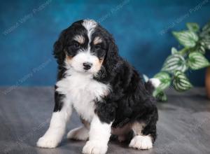 tri-colored female standard bernedoodle near Chicago Illinois