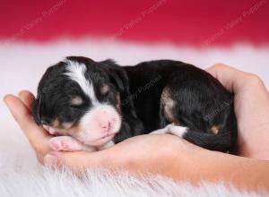 tri-colored female standard bernedoodle near Chicago Illinois