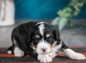 tri-colored female standard bernedoodle near Chicago Illinois