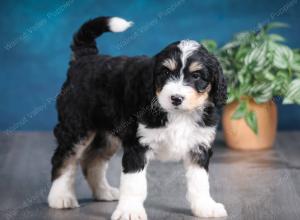 tri-colored female standard bernedoodle near Chicago Illinois