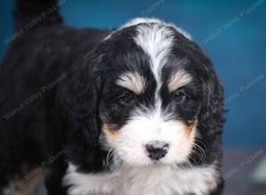 tri-colored female standard bernedoodle near Chicago Illinois