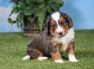 F1 mini bernedoodle near Chicago Illinois