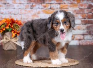 F1 mini bernedoodle near Chicago Illinois