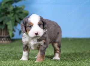 F1 mini bernedoodle near Chicago Illinois