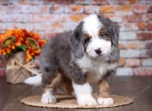 F1 mini bernedoodle near Chicago Illinois