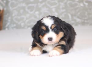 tri-colored mini bernedoodle near Chicago Illinois