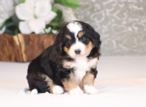 tri-colored mini bernedoodle near Chicago Illinois