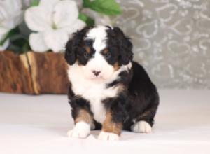 tri-colored mini bernedoodle near Chicago Illinois