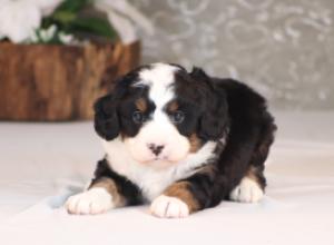 tri-colored mini bernedoodle near Chicago Illinois