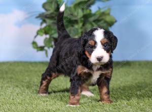 F1 mini bernedoodle near Chicago Illinois