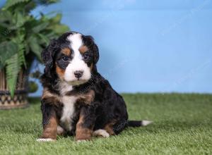 F1 mini bernedoodle near Chicago Illinois