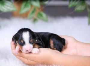 F1 mini bernedoodle near Chicago Illinois