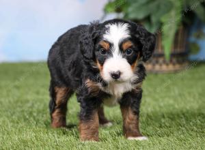 F1 mini bernedoodle near Chicago Illinois