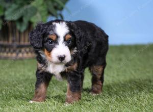 F1 mini bernedoodle near Chicago Illinois