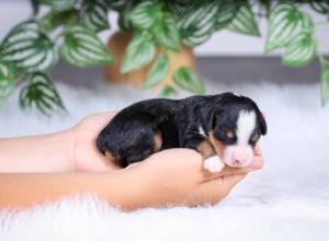 F1 mini bernedoodle near Chicago Illinois