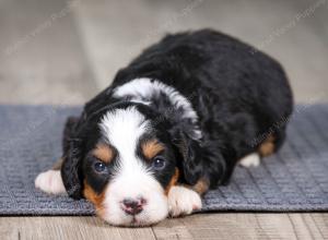 F1 mini bernedoodle near Chicago Illinois