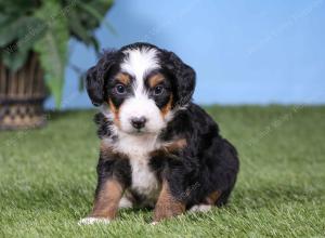 F1 mini bernedoodle near Chicago Illinois