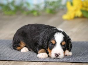 F1 mini bernedoodle near Chicago Illinois