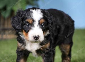 F1 mini bernedoodle near Chicago Illinois