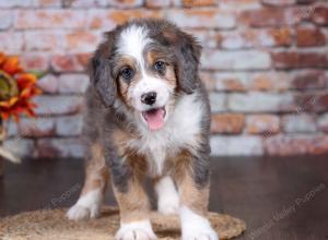 F1 mini bernedoodle near Chicago Illinois