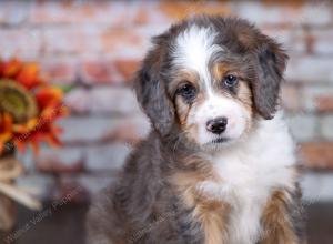 F1 mini bernedoodle near Chicago Illinois