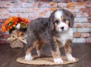 F1 mini bernedoodle near Chicago Illinois