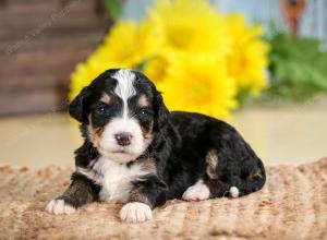 tri-colored male standard bernedoodle near Chicago Illinois