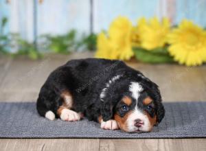 F1 mini bernedoodle near Chicago Illinois