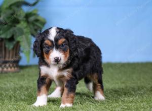 F1 mini bernedoodle near Chicago Illinois