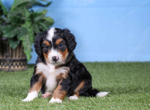 F1 mini bernedoodle near Chicago Illinois