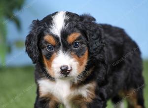 F1 mini bernedoodle near Chicago Illinois