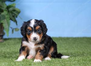 F1 mini bernedoodle near Chicago Illinois