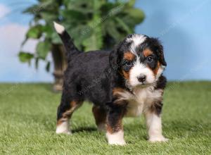 F1 mini bernedoodle near Chicago Illinois